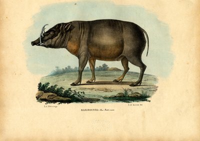 Babirusa (1863-79) von Raimundo Petraroja
